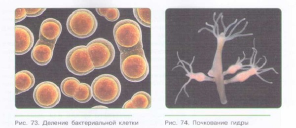 Бесполое размножение